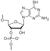 Bio-Synthesis Inc. Oligo Structure